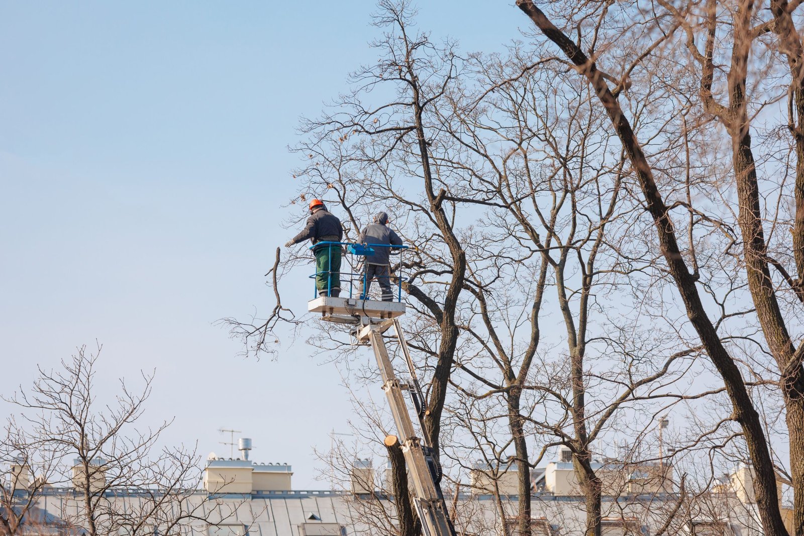 removing-trees-from-electrical-wires-on-the-street-2025-02-22-07-04-57-utc