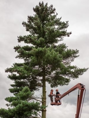 Two arborist men with chainsaw and lifting platform cutting a tree.