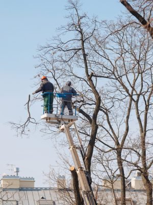 removing-trees-from-electrical-wires-on-the-street-2025-02-22-07-04-57-utc